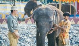 大象电影在线观看