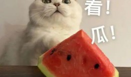 吃瓜网红故事大全,网红故事大全里的笑与泪