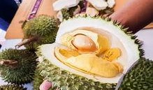 泰国最新榴莲爆料,揭秘最新品种与市场趋势