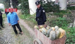 武都网红吃瓜事件真相视频,真相视频曝光背后的惊人内幕