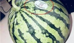 荷兰网红吃瓜,揭秘网红圈幕后趣事