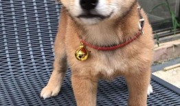 娱乐吃瓜君第一次见狗