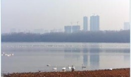 天鹅湖景区爆料事件最新