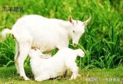 娱乐吃瓜酱外婆养大的小羊,娱乐吃瓜酱与小羊的温馨成长故事