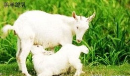 娱乐吃瓜酱外婆养大的小羊,娱乐吃瓜酱与小羊的温馨成长故事