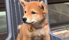 娱乐吃瓜君第一次见狗