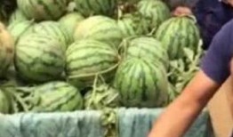 澳洲网红吃瓜事件,揭秘网络舆论的风暴与真相