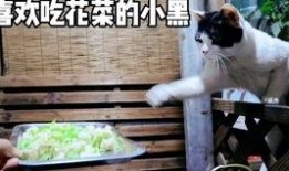 主播爆料山羊生病了吗视频,主播现场直播揭秘真相