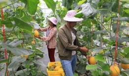 荷兰网红吃瓜,揭秘网红圈幕后趣事